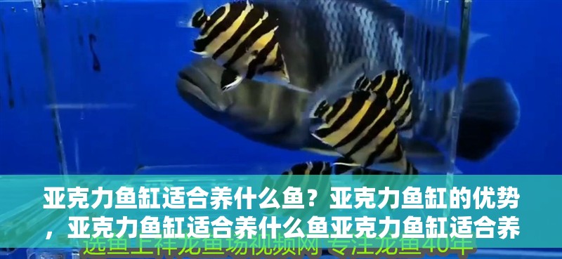 亞克力魚缸適合養什么魚？亞克力魚缸的優勢，亞克力魚缸適合養什么魚亞克力魚缸適合養什么魚