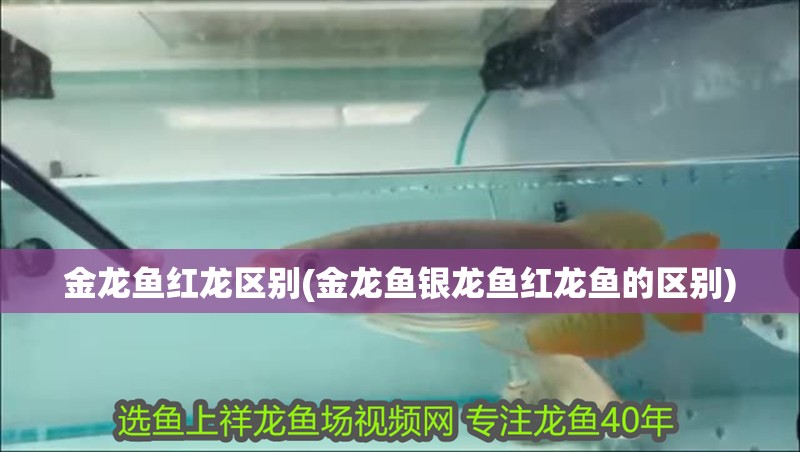 金龍魚紅龍區別(金龍魚銀龍魚紅龍魚的區別)