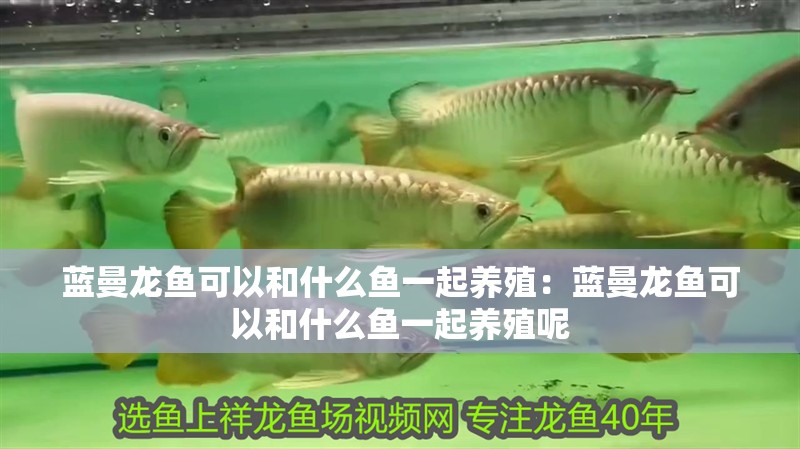 藍曼龍魚可以和什么魚一起養(yǎng)殖：藍曼龍魚可以和什么魚一起養(yǎng)殖呢