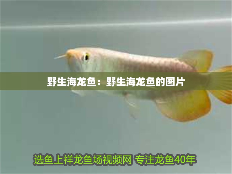 野生海龍魚：野生海龍魚的圖片