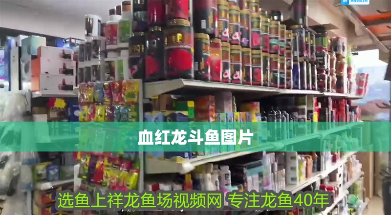 血紅龍斗魚(yú)圖片