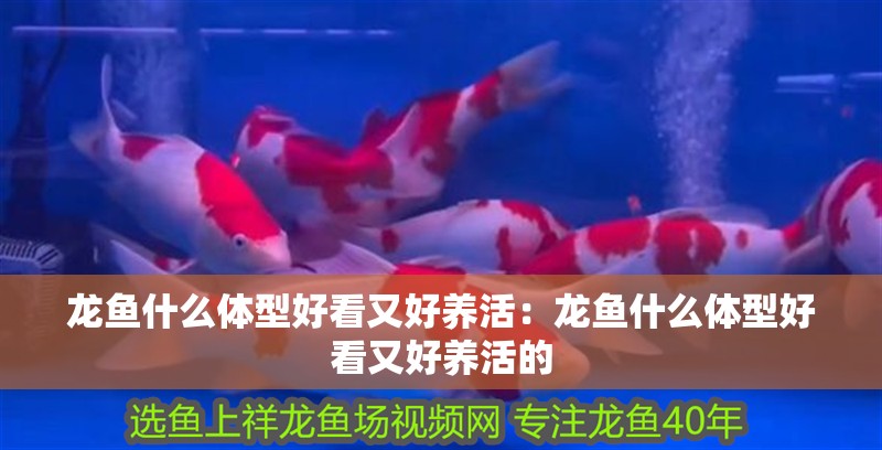 龍魚什么體型好看又好養活：龍魚什么體型好看又好養活的