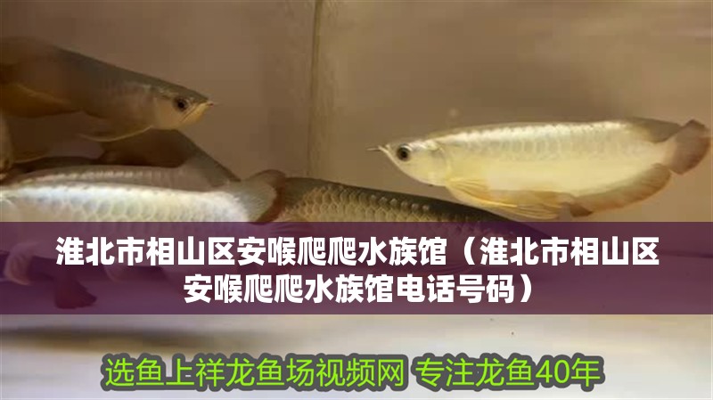 淮北市相山區(qū)安喉爬爬水族館（淮北市相山區(qū)安喉爬爬水族館電話(huà)號(hào)碼）