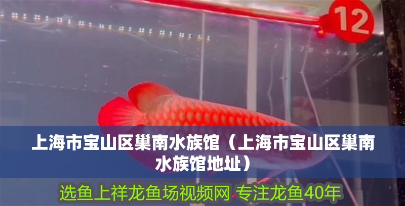 上海市寶山區巢南水族館(上海市寶山區巢南水族館地址) 全國水族館企業名錄 第2張 上海市寶山區巢南水族館(上海市寶山區巢南水族館地址) 上海市寶山區巢南水族館(上海市寶山區巢南水族館地址) 全國水族館企業名錄 第2張