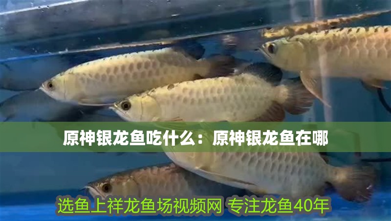 原神銀龍魚吃什么：原神銀龍魚在哪 原神銀龍魚吃什么：原神銀龍魚在哪 水族問答