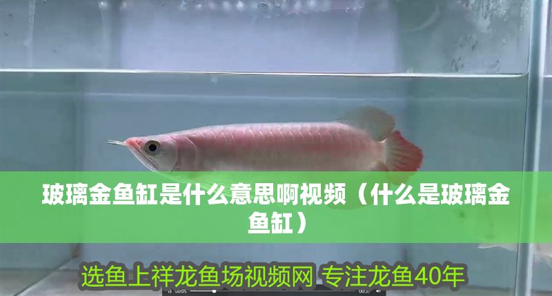 玻璃金魚缸是什么意思啊視頻（什么是玻璃金魚缸）