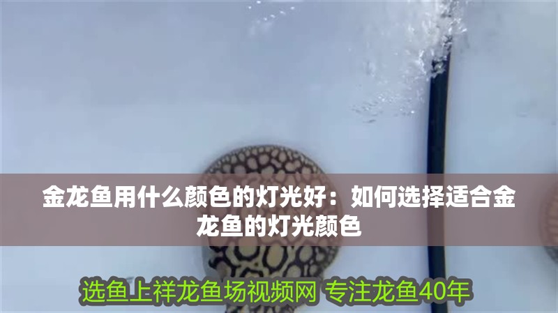 金龍魚用什么顏色的燈光好：如何選擇適合金龍魚的燈光顏色