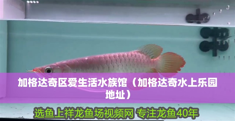 加格達奇區愛生活水族館(加格達奇水上樂園地址) 全國水族館企業名錄 第2張 加格達奇區愛生活水族館(加格達奇水上樂園地址) 加格達奇區愛生活水族館(加格達奇水上樂園地址) 全國水族館企業名錄 第2張