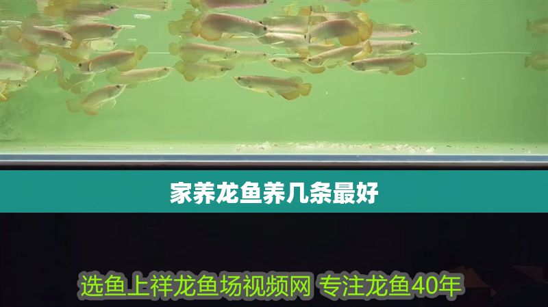 家養龍魚養幾條最好 家養龍魚養幾條最好 龍魚百科 第2張