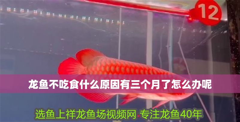 龍魚不吃食什么原因有三個月了怎么辦呢