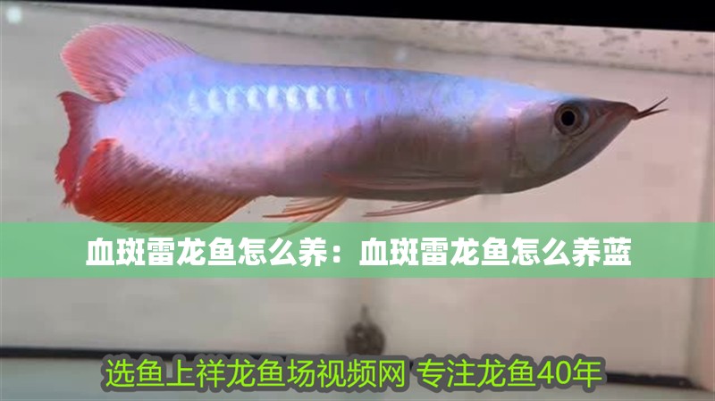 血斑雷龍魚怎么養:血斑雷龍魚怎么養藍 水族問答 血斑雷龍魚怎么養:血斑雷龍魚怎么養藍 血斑雷龍魚怎么養:血斑雷龍魚怎么養藍 水族問答