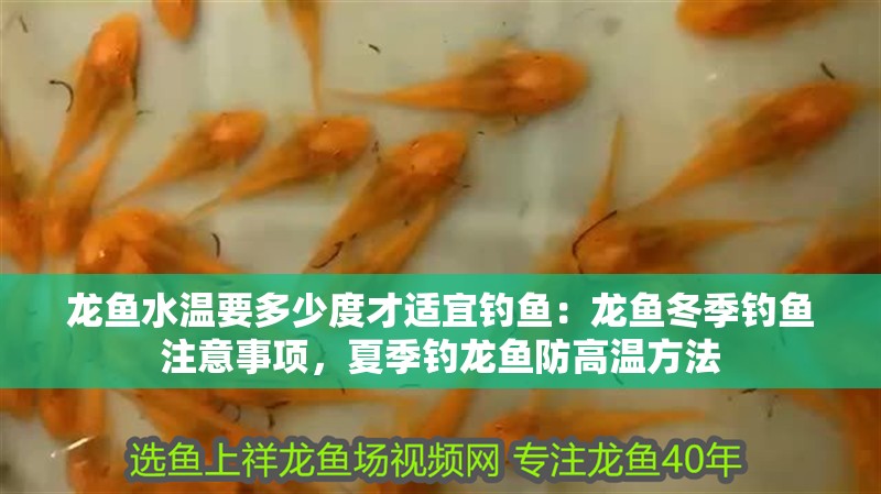 龍魚水溫要多少度才適宜釣魚：龍魚冬季釣魚注意事項，夏季釣龍魚防高溫方法