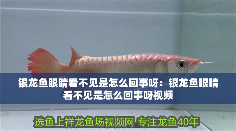 銀龍魚眼睛看不見是怎么回事呀：銀龍魚眼睛看不見是怎么回事呀視頻 銀龍魚眼睛看不見是怎么回事呀：銀龍魚眼睛看不見是怎么回事呀視頻 水族問答