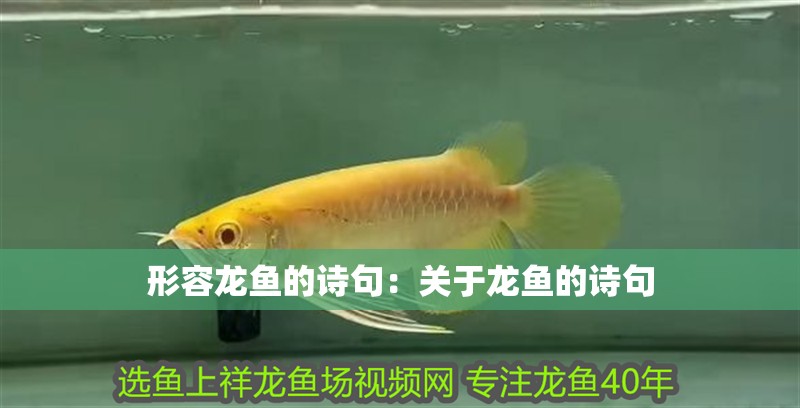 形容龍魚的詩句：關(guān)于龍魚的詩句