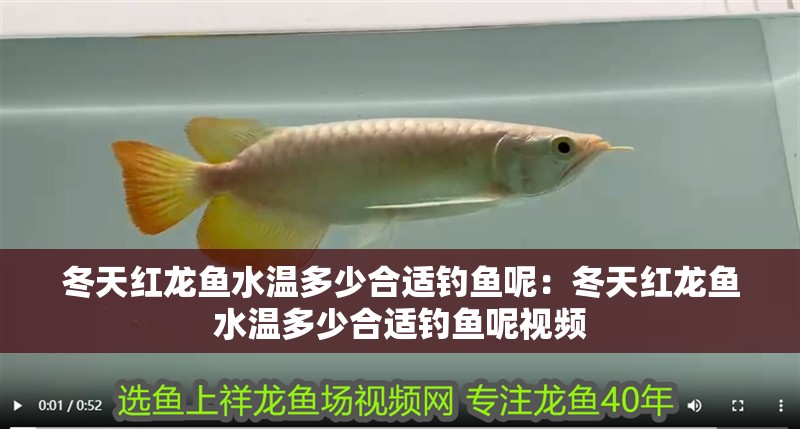 冬天紅龍魚水溫多少合適釣魚呢：冬天紅龍魚水溫多少合適釣魚呢視頻