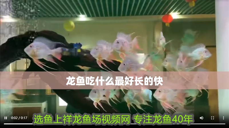龍魚吃什么最好長的快