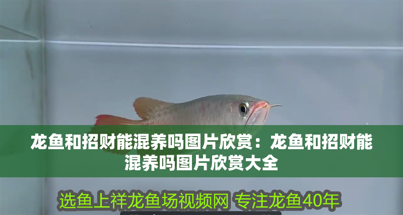 龍魚和招財能混養(yǎng)嗎圖片欣賞：龍魚和招財能混養(yǎng)嗎圖片欣賞大全