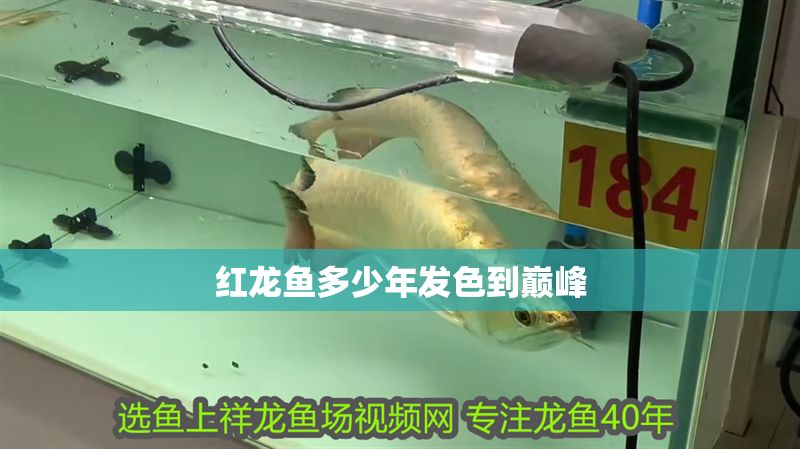 紅龍魚(yú)多少年發(fā)色到巔峰