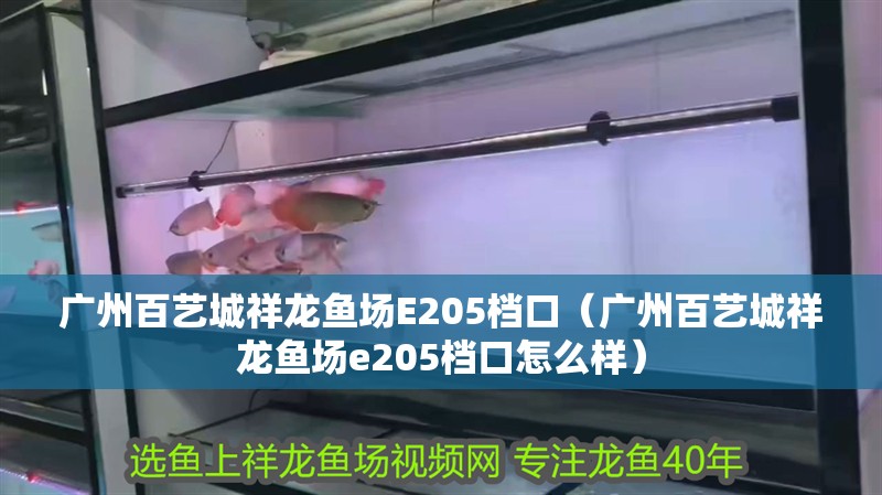 廣州百藝城祥龍魚場E205檔口（廣州百藝城祥龍魚場e205檔口怎么樣） 廣州百藝城祥龍魚場E205檔口（廣州百藝城祥龍魚場e205檔口怎么樣） vs祥龍魚場