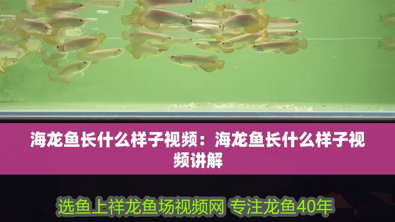 海龍魚長什么樣子視頻：海龍魚長什么樣子視頻講解