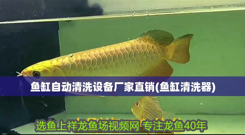 魚缸自動清洗設備廠家直銷(魚缸清洗器) 黃金貓魚百科 第1張 魚缸自動清洗設備廠家直銷(魚缸清洗器) 魚缸自動清洗設備廠家直銷(魚缸清洗器) 黃金貓魚百科 第1張
