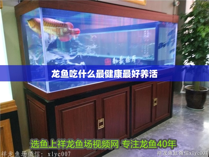 龍魚吃什么最健康最好養(yǎng)活