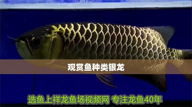 觀賞魚(yú)種類銀龍
