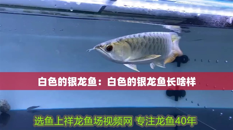 白色的銀龍魚：白色的銀龍魚長啥樣