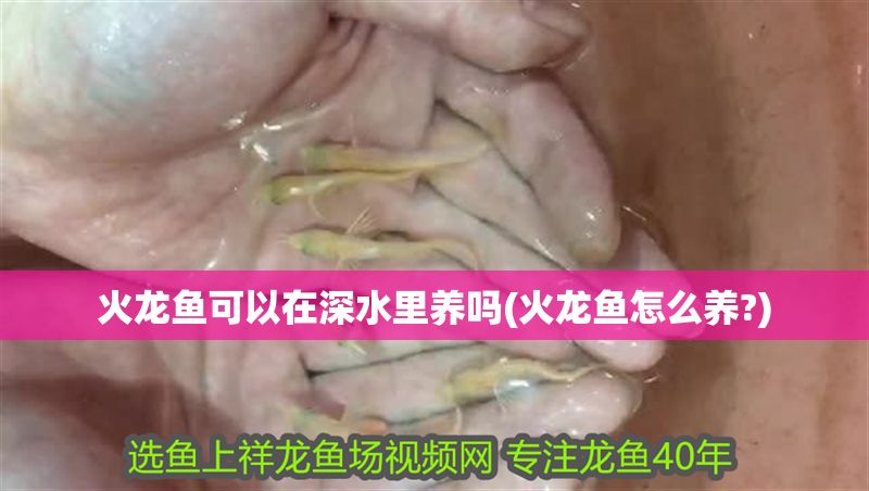 火龍魚可以在深水里養嗎(火龍魚怎么養?)