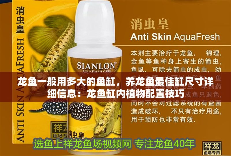 龍魚一般用多大的魚缸，養龍魚最佳缸尺寸詳細信息：龍魚缸內植物配置技巧