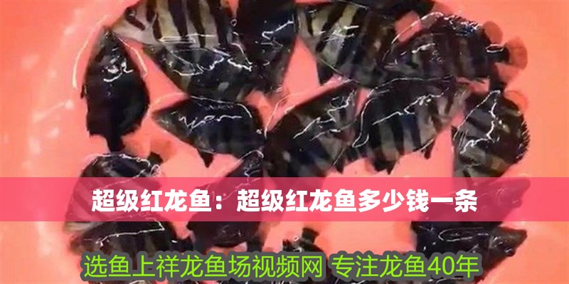 超級紅龍魚：超級紅龍魚多少錢一條