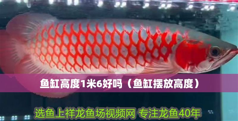 魚缸高度1米6好嗎（魚缸擺放高度）