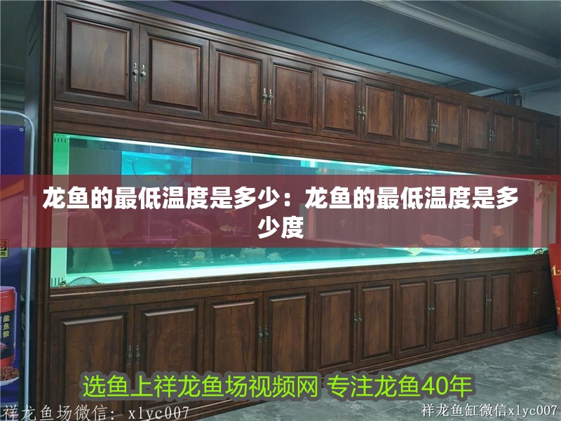 龍魚的最低溫度是多少：龍魚的最低溫度是多少度 龍魚的最低溫度是多少：龍魚的最低溫度是多少度 水族問答