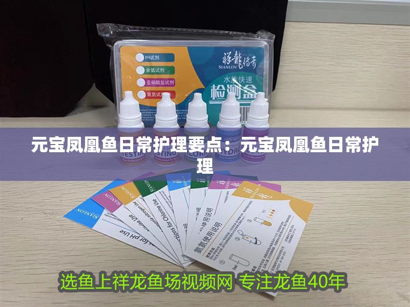 元寶鳳凰魚日常護理要點：元寶鳳凰魚日常護理
