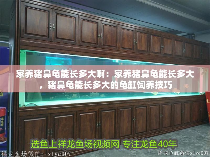 家養(yǎng)豬鼻龜能長多大啊：家養(yǎng)豬鼻龜能長多大，豬鼻龜能長多大的龜缸飼養(yǎng)技巧