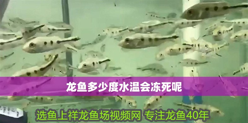 龍魚多少度水溫會凍死呢