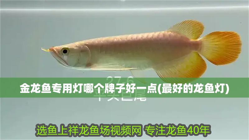 金龍魚專用燈哪個牌子好一點(最好的龍魚燈)