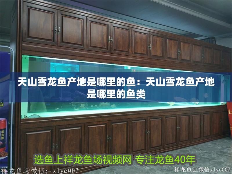 天山雪龍魚產地是哪里的魚：天山雪龍魚產地是哪里的魚類 天山雪龍魚產地是哪里的魚：天山雪龍魚產地是哪里的魚類 水族問答