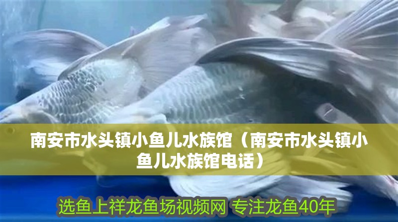 南安市水頭鎮(zhèn)小魚兒水族館（南安市水頭鎮(zhèn)小魚兒水族館電話）