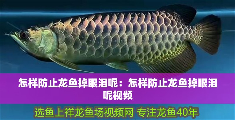 怎樣防止龍魚掉眼淚呢：怎樣防止龍魚掉眼淚呢視頻