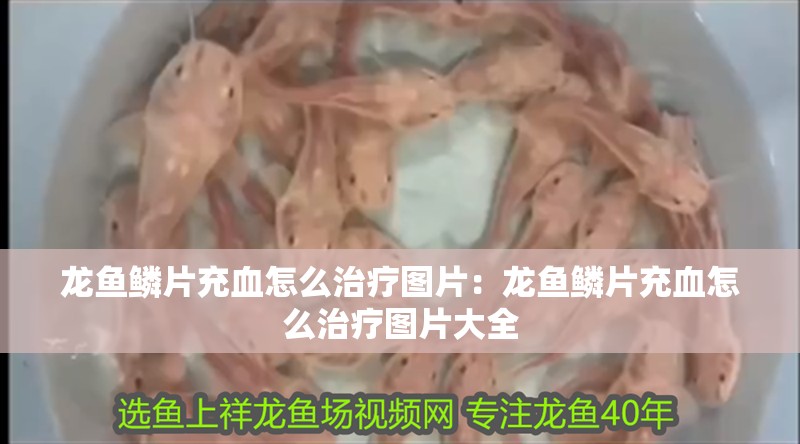龍魚鱗片充血怎么治療圖片：龍魚鱗片充血怎么治療圖片大全