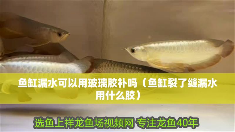 魚缸漏水可以用玻璃膠補(bǔ)嗎（魚缸裂了縫漏水用什么膠）