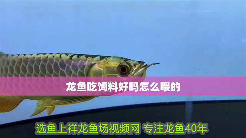 龍魚(yú)吃飼料好嗎怎么喂的