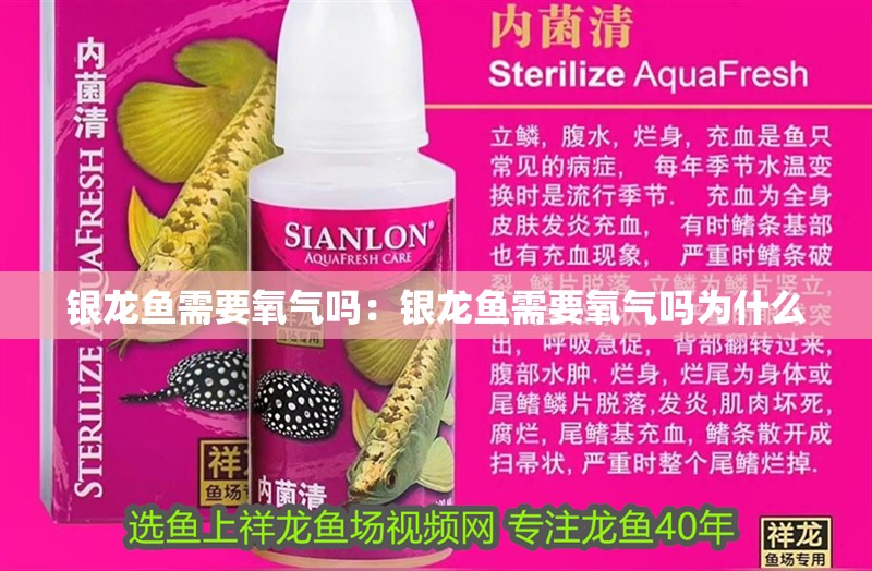 銀龍魚需要氧氣嗎：銀龍魚需要氧氣嗎為什么