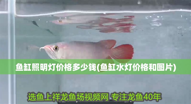魚缸照明燈價格多少錢(魚缸水燈價格和圖片)