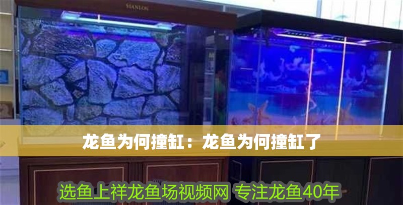 龍魚為何撞缸:龍魚為何撞缸了 水族問答 龍魚為何撞缸:龍魚為何撞缸了 龍魚為何撞缸:龍魚為何撞缸了 水族問答