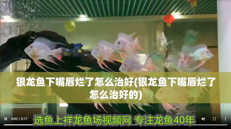 銀龍魚下嘴唇爛了怎么治好(銀龍魚下嘴唇爛了怎么治好的)
