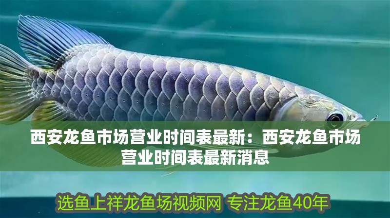 西安龍魚市場營業時間表最新：西安龍魚市場營業時間表最新消息