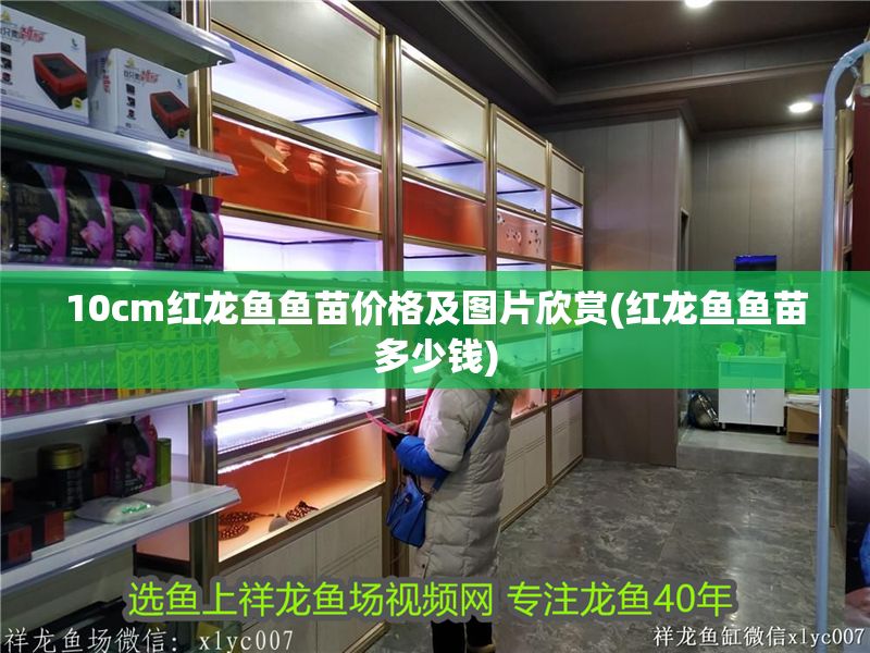 10cm紅龍魚魚苗價格及圖片欣賞(紅龍魚魚苗多少錢) 10cm紅龍魚魚苗價格及圖片欣賞(紅龍魚魚苗多少錢) 黃金貓魚百科 第1張