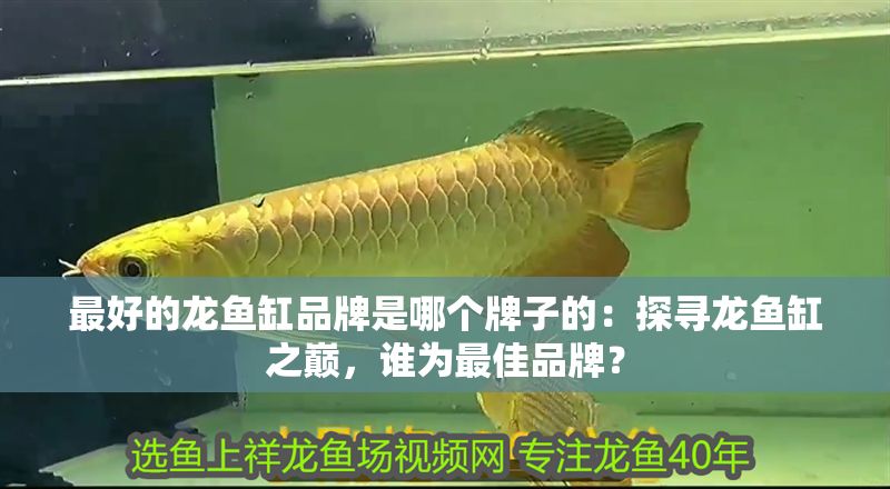 最好的龍魚缸品牌是哪個牌子的：探尋龍魚缸之巔，誰為最佳品牌？
